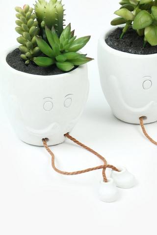 Squiggly Leg Succulents