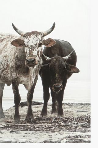 Nguni Herd Canvas, 90x120cm