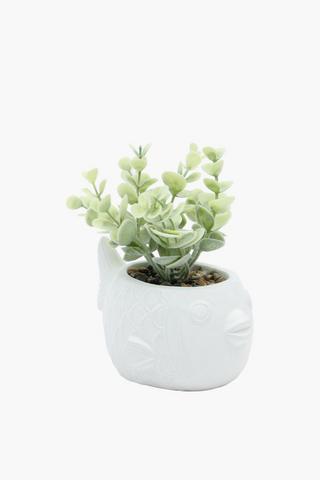 Fish Pot Plant, 11x16cm