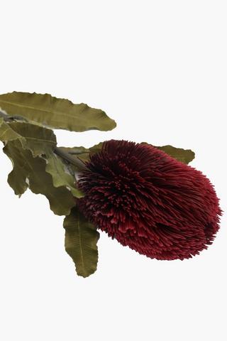 Banksia Single Stem, 64cm