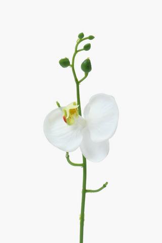 Orchid Potted Plant, 28cm