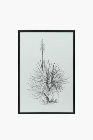 Framed Glass Aloe, 60x90cm