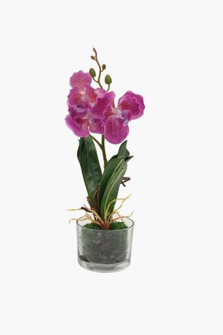 Glass Potted Orchid, 30cm