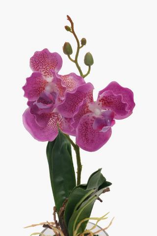 Glass Potted Orchid, 30cm