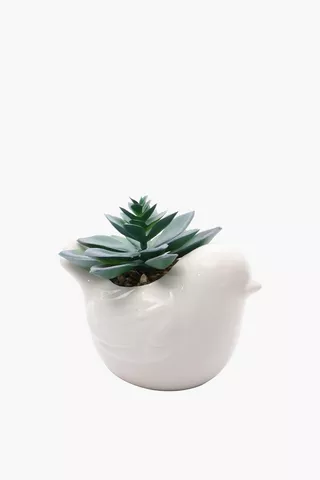 Bird Pot Aloe Plant, 14x10cm