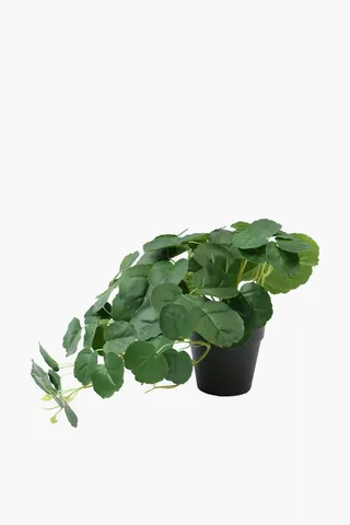 Potted Plant, 28cm