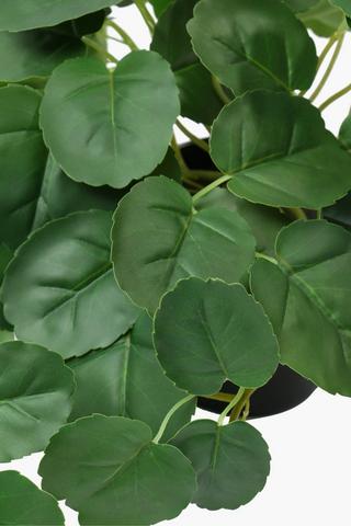 Potted Plant, 28cm