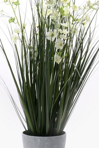 Onion Grass Plant, 16x95cm