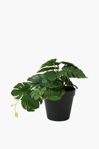 Monsteria Plant, 12x18cm