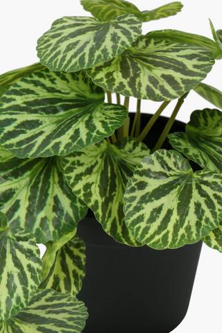 Potted Variegated Plant, 17cm