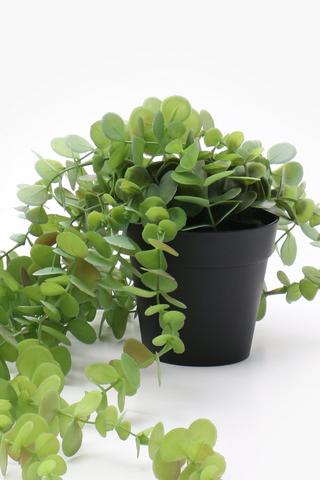 Penny Gum Plant, 17x45cm