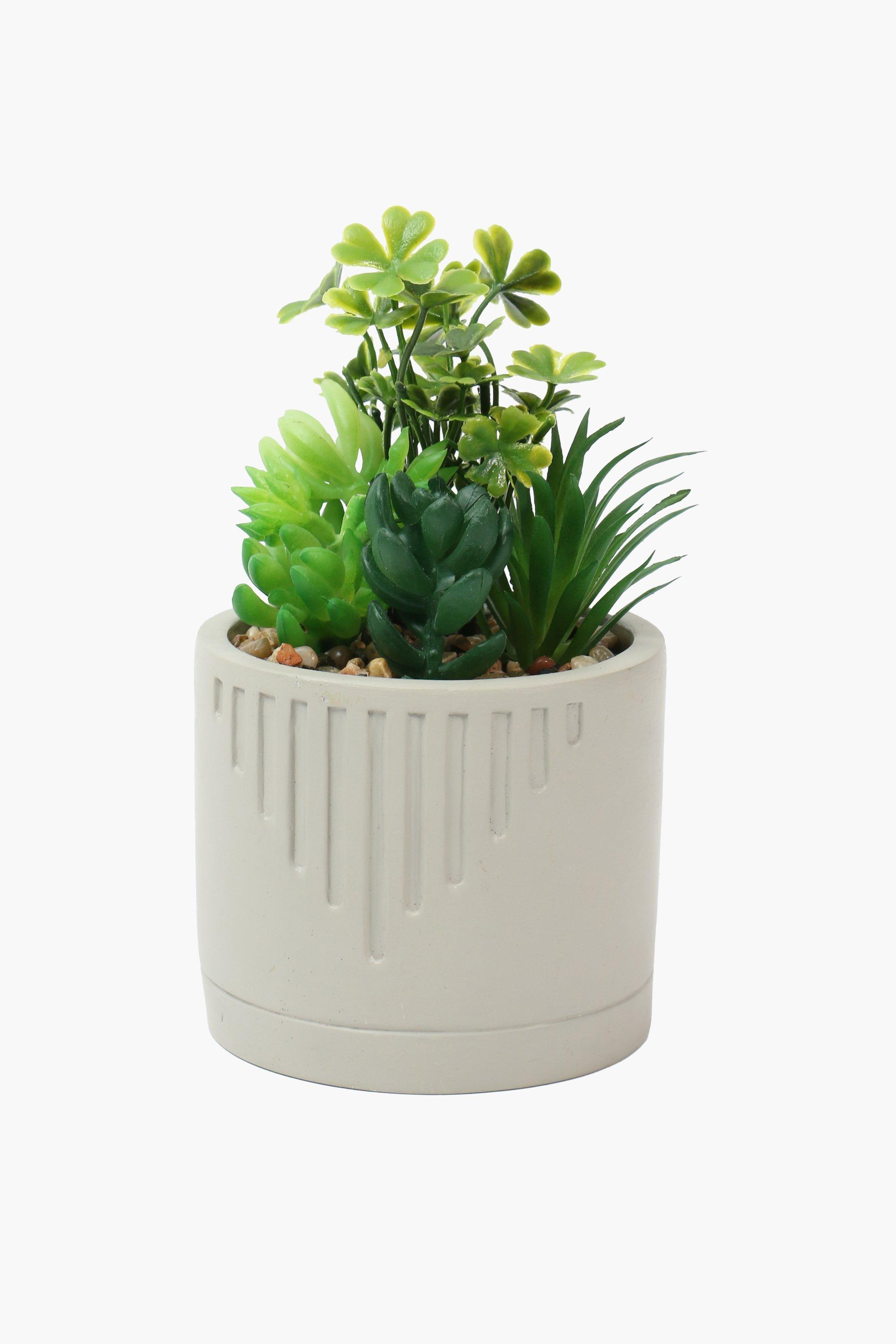 Tribal Potted Aloe Succulents, 10x15cm