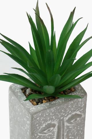 Spike Plant In Face Pot, 19cm