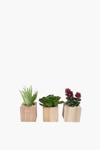 Wooden Assorted Succulent, 5x11cm