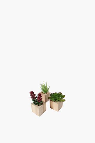 Wooden Assorted Succulent, 5x11cm