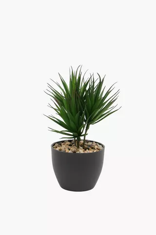 Potted Yucca Plant, 7x24cm