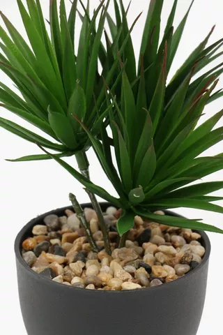 Potted Yucca Plant, 7x24cm
