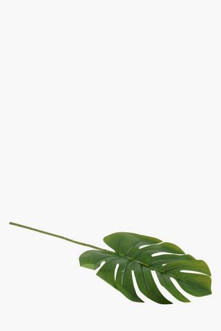 Delicious Monster Leaf, 60cm