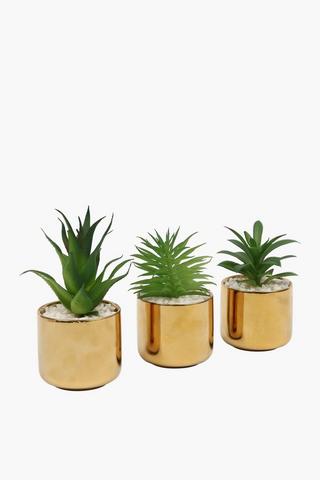 Assorted Agave Plants