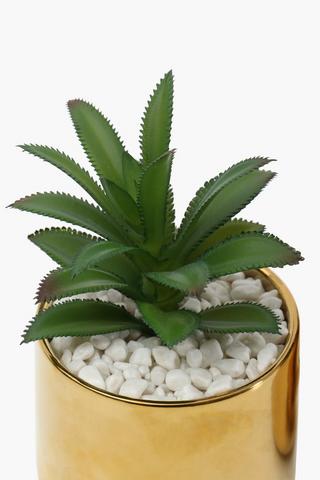 Assorted Agave Plants