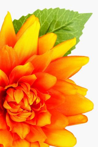 Dhalia Single Stem, 58cm