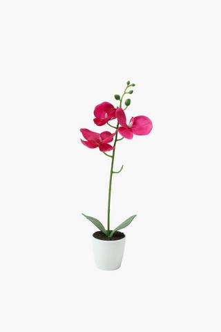 Classic Pot Orchid, 33cm