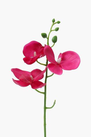 Classic Pot Orchid, 33cm