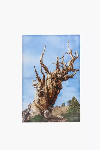Bristlecone Tree Canvas, 60x90cm