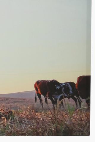 Nguni Sun Canvas, 45x135cm