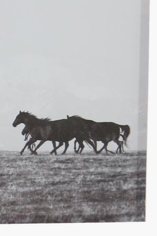 Horse Herd Canvas, 45x135cm