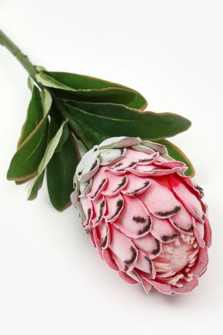 Close Protea Single Stem, 74cm