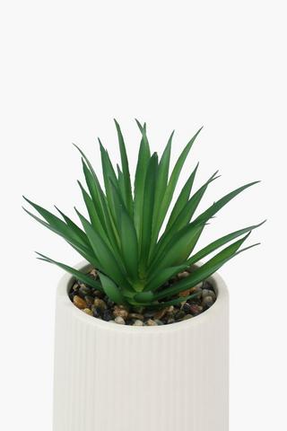 Rib Potted Agave, 9x11cm