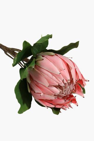 Queen Protea Single Stem, 60cm