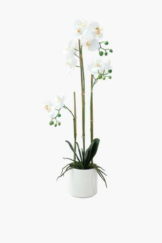 Ribbed Pot Orchid, 76cm