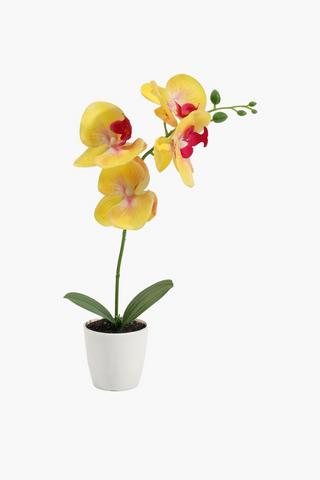 Classic Potted Orchid, 34cm