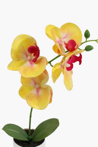 Classic Potted Orchid, 34cm