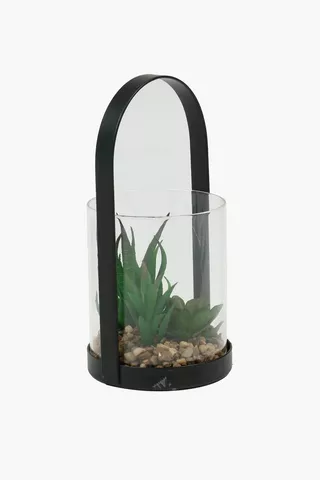 Handle Potted Multi-agave, 10x25cm