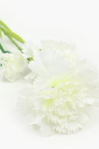 Carnation Single Stem, 54cm