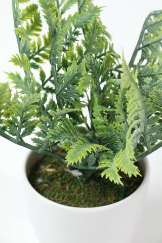 Potted Fern, 8x21cm