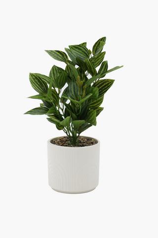 Arch Potted Variegated Plant, 40cm