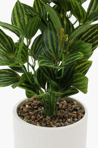 Arch Potted Variegated Plant, 40cm