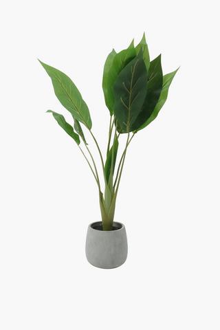 Cement Potted Elephant Ear, 72cm