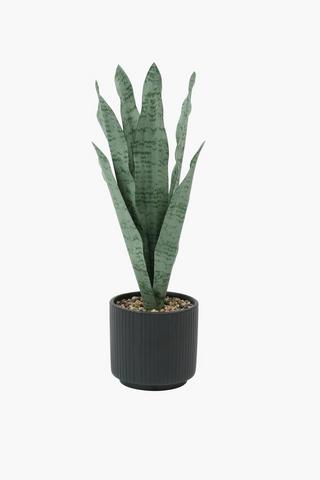 Rib Pot Mother-in-law Tongue, 11x47cm