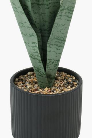 Rib Pot Mother-in-law Tongue, 11x47cm