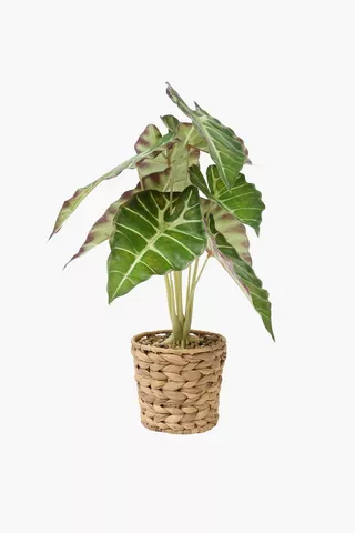 Woven Potted Elephant Leaf, 13cm