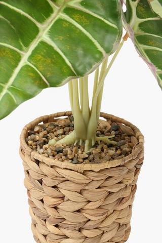 Woven Potted Elephant Leaf, 13cm