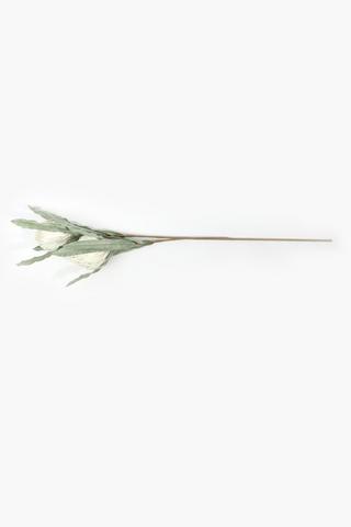 Twin Protea Single Stem, 108cm
