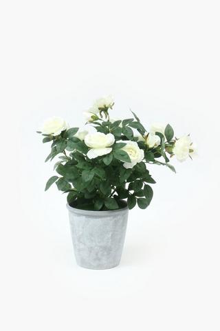 Potted Rose Bush, 16x44cm