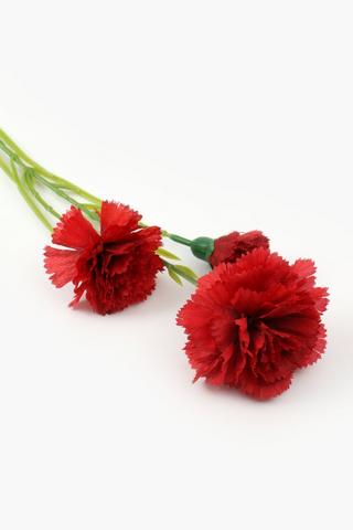 Carnation Single Stem, 54cm