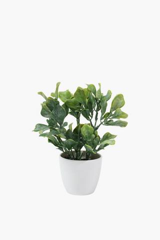 Potted Green Leaves, 8x21cm